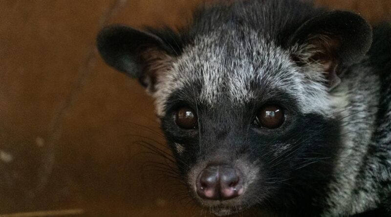 The complexity of civet coffee goes beyond your palate